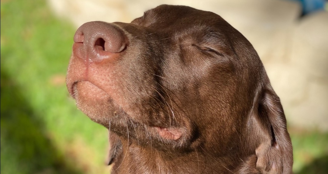 Chester doing spot from Lesson 1 · ASA Cool Dog School