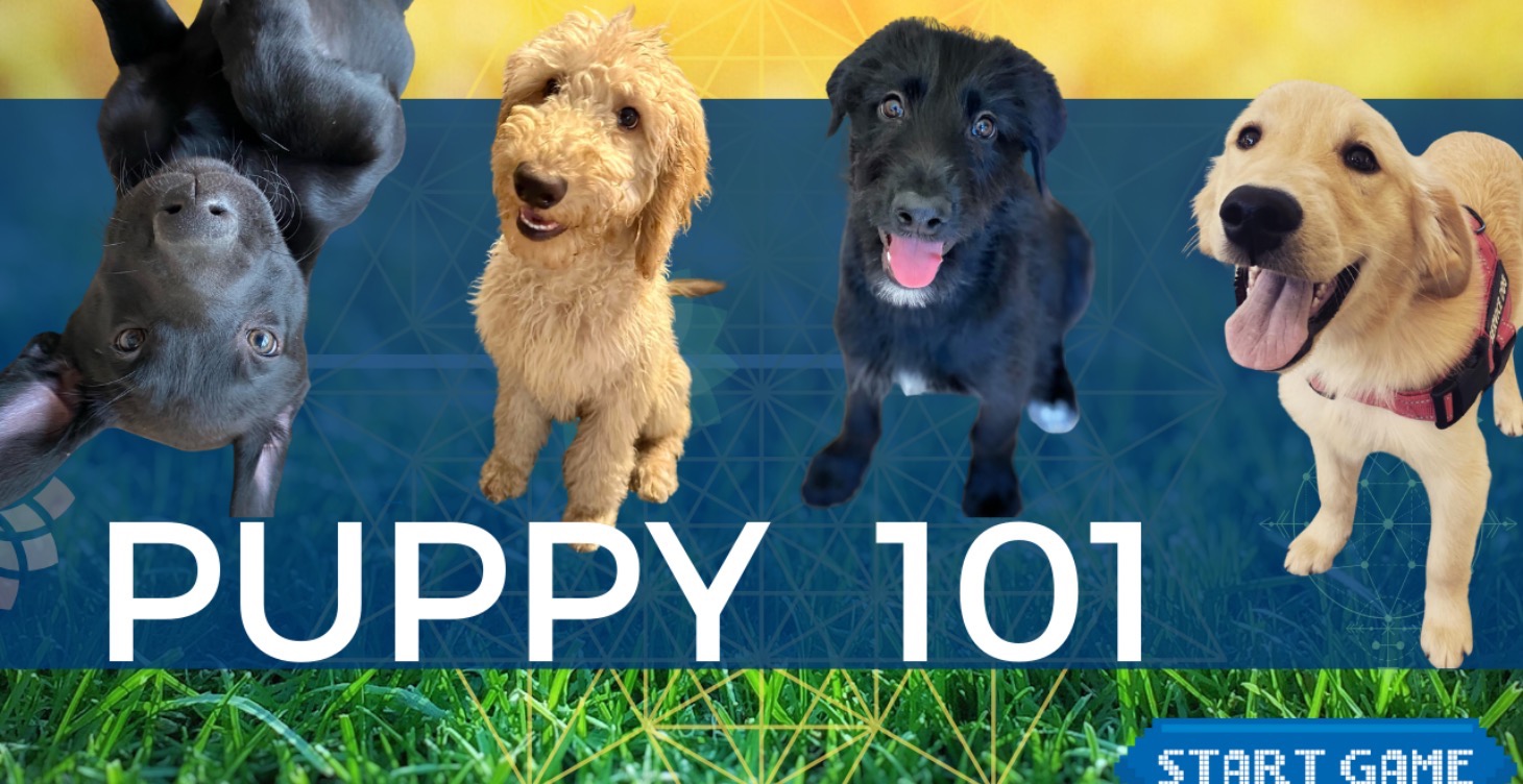 Puppy / New Dog 101