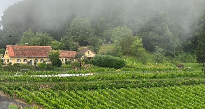 Vinonino