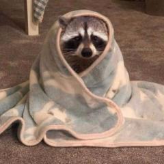 Amandine Bourguignon