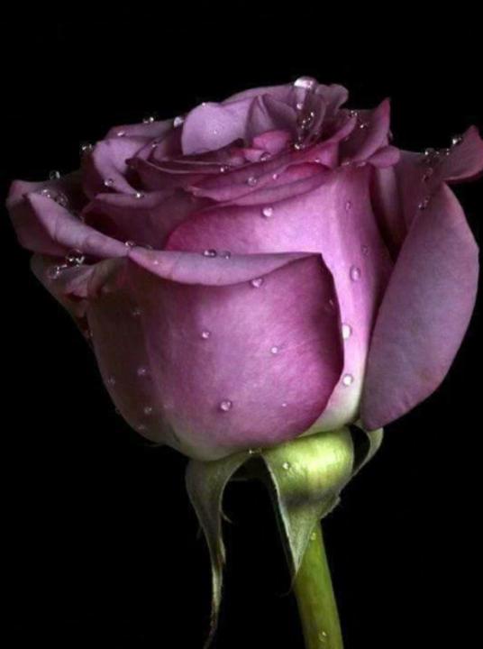 Франческа Йорданова