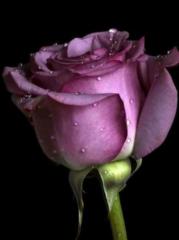 Франческа Йорданова