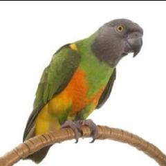 Kayla Parrot