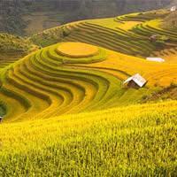 Thuan Le