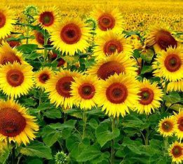 Maria paz Silva jimenez