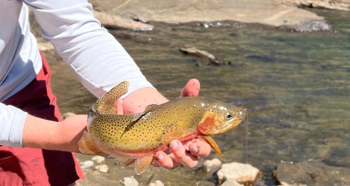 On The Water Fly Fishing 