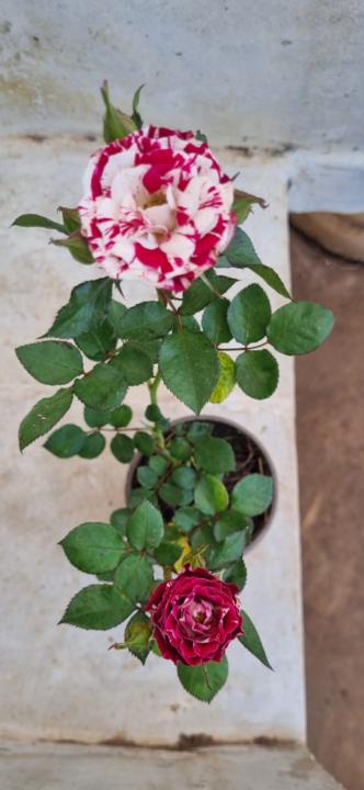 Yamily  guadalupe Salazar leon