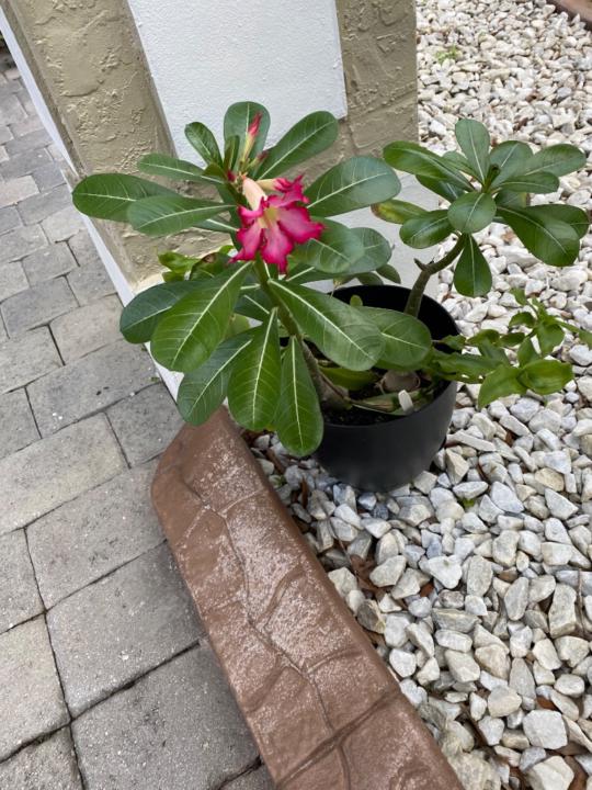 Sandra Budier de Maibeth