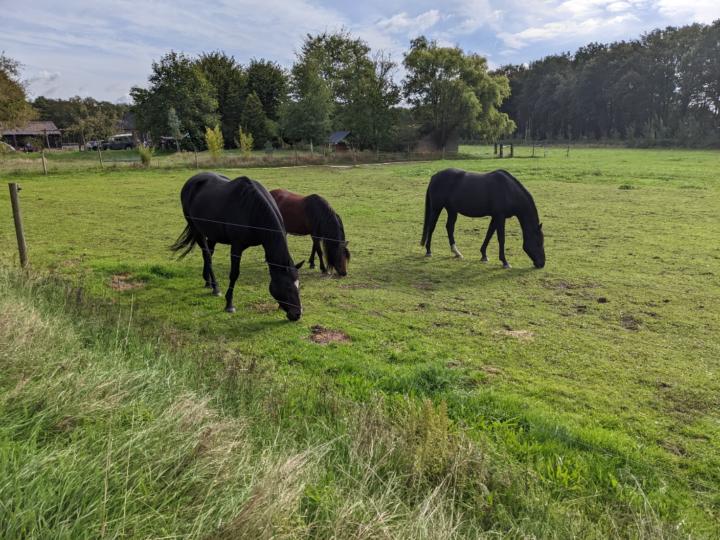 Anske van Luijtelaar