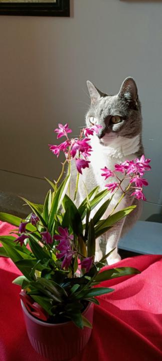 Domenica Lisciandrello