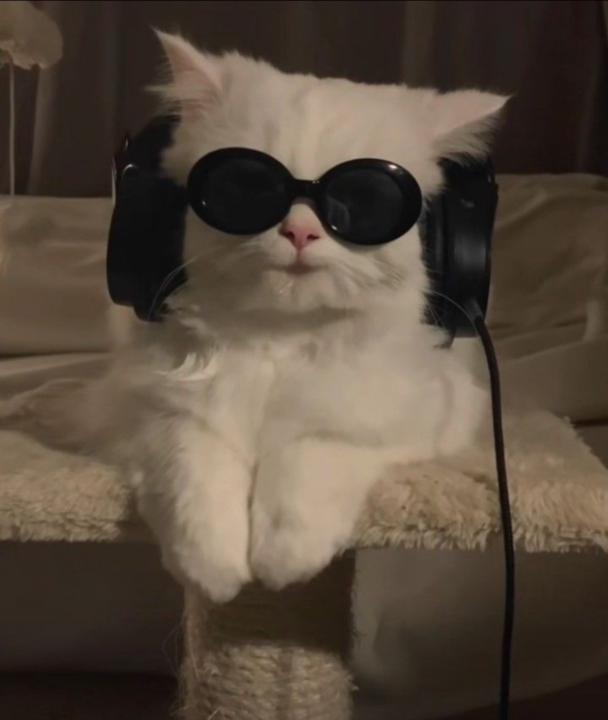 Lil Meowster
