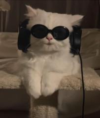 Lil Meowster