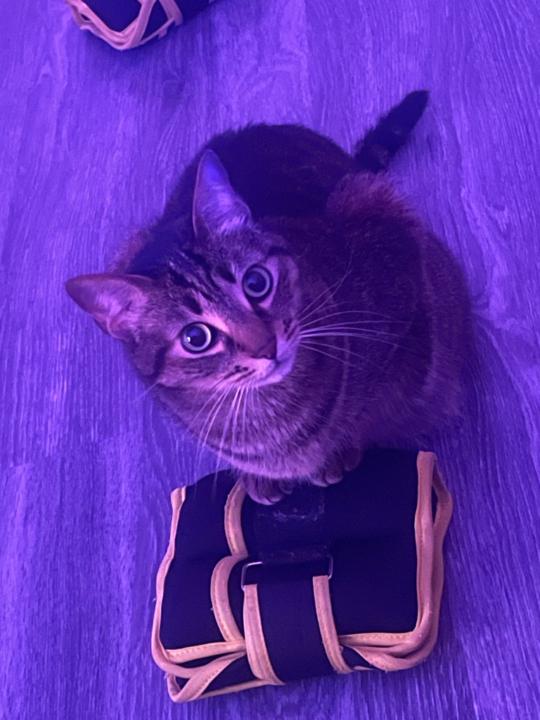 Levelupnow Consulting