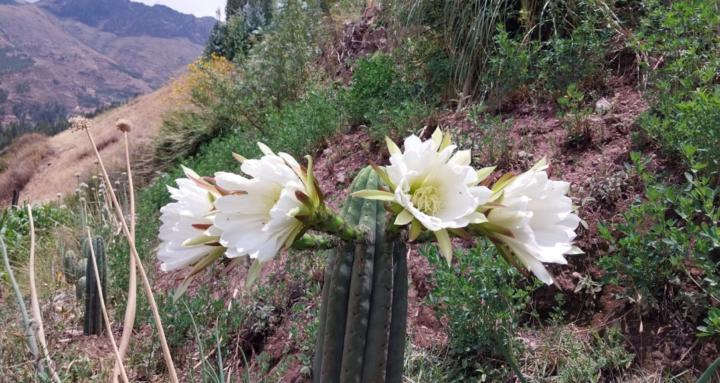 Sacred Plants * Sacred People