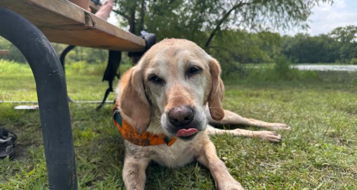 Indie's Dog Training