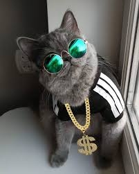 Zak Mandelbrot
