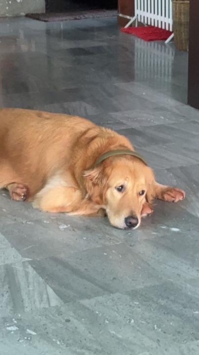 Ploychanok Mitrprasertporn