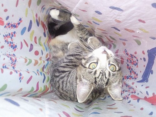 Jacqueline Harderwijk