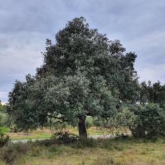 Joan Montserrat