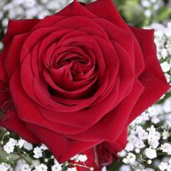 Madline Claudia Eberhardt