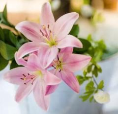 Br Lily