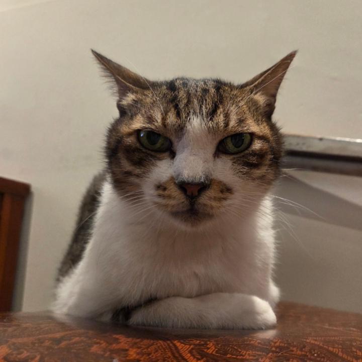 許 力力