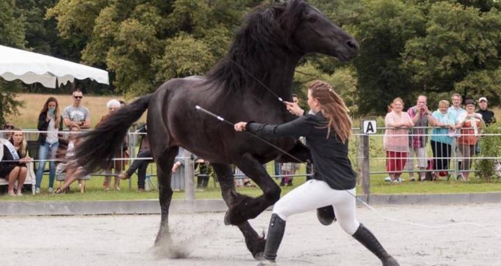 L'éducation de votre cheval