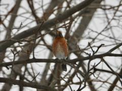 Theresia Blasciuc