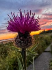 Esteve Civera i Saltó