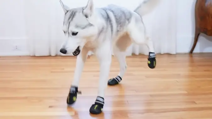 👠 Chaos in cute shoes?