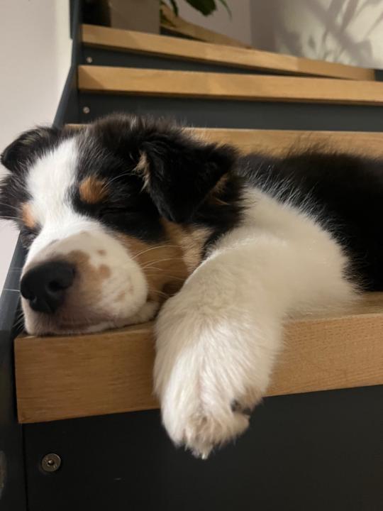 Dominika Štefánková