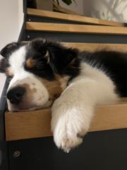 Dominika Štefánková