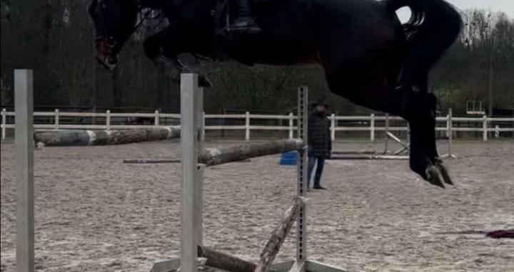 Horses