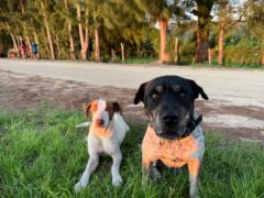 Matavaipuna Teikiteetini