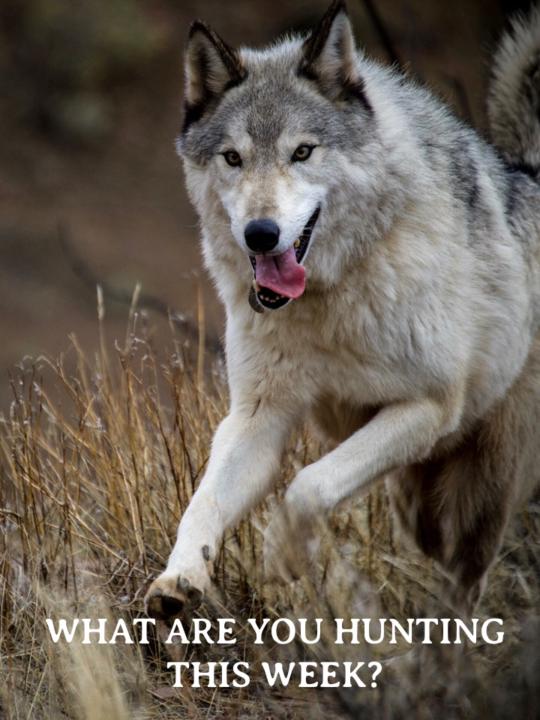 What are you hunting this week?