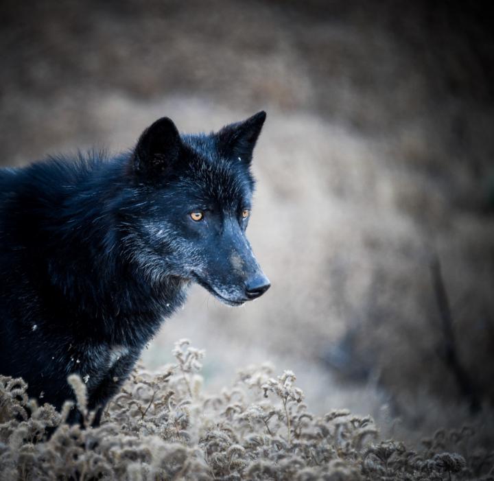 Big Game Hunts for this Week