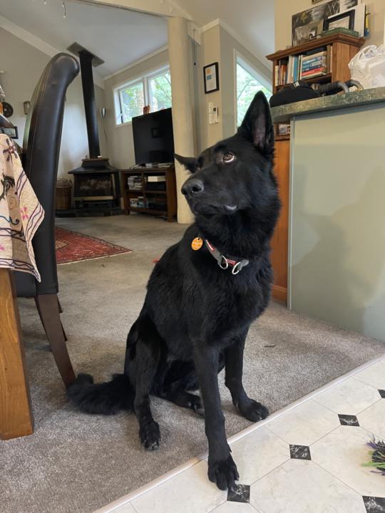 My Pack Hunt challenges