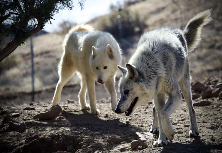 Updates and Big Game Hunt Post