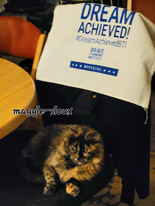 Tiny Old Foster Kitty claims office chair