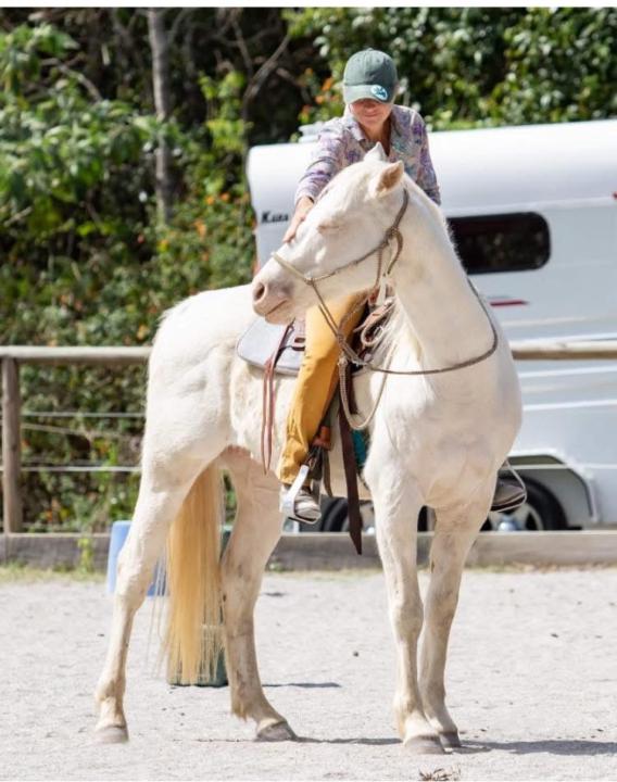 I want my horse to… 