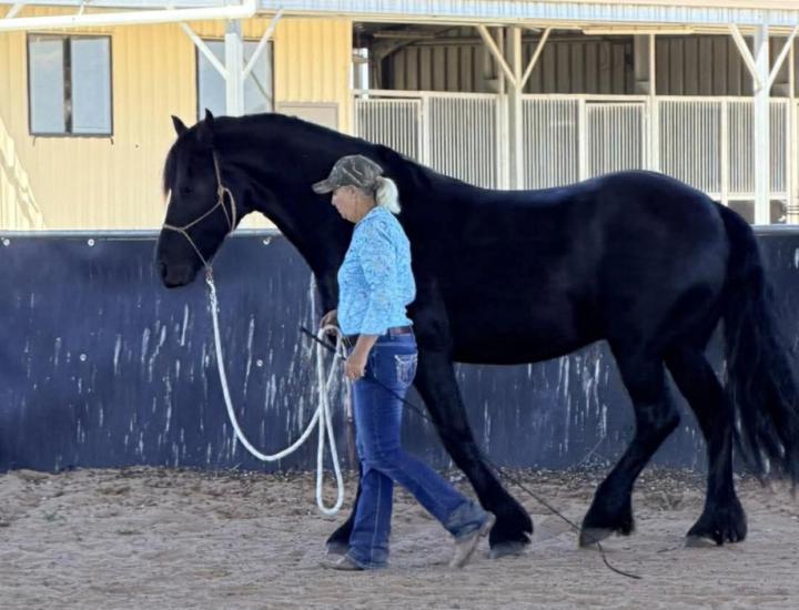 The real test when training horses…. 