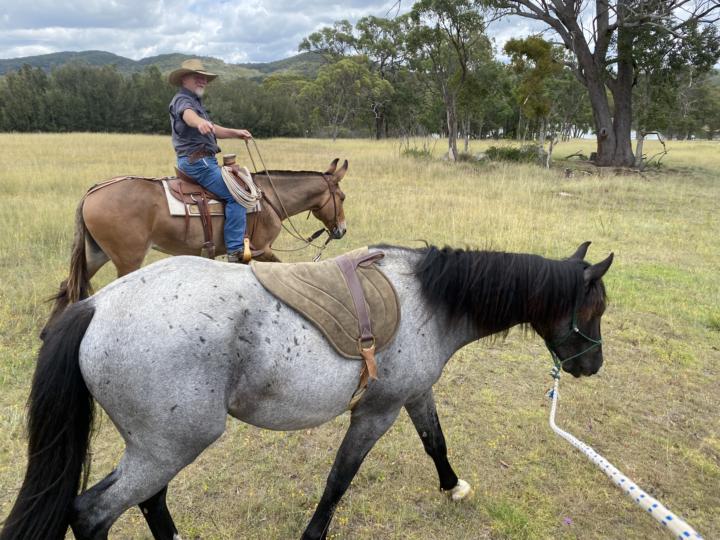 Boundaries build great horses