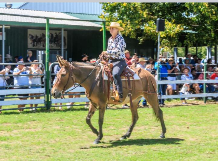 A bent horse is straighter ! 