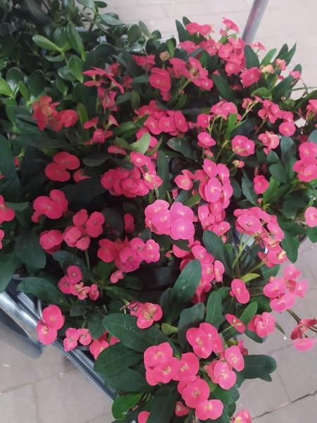 Katalin Szűcsné molnár