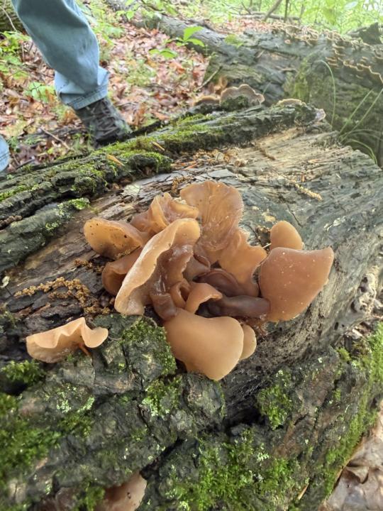 Hiking finds