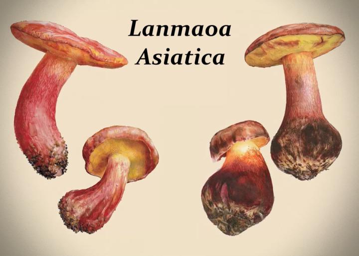 Thoughts on this mushroom? 