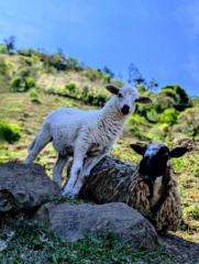 Jonatan Raul Rodriguez Alarcon