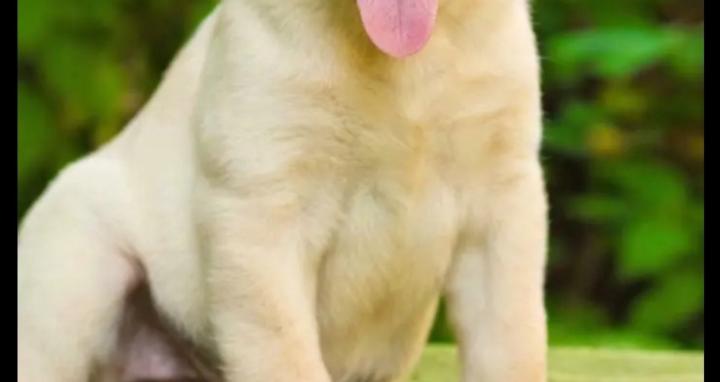 Professional Dog Training