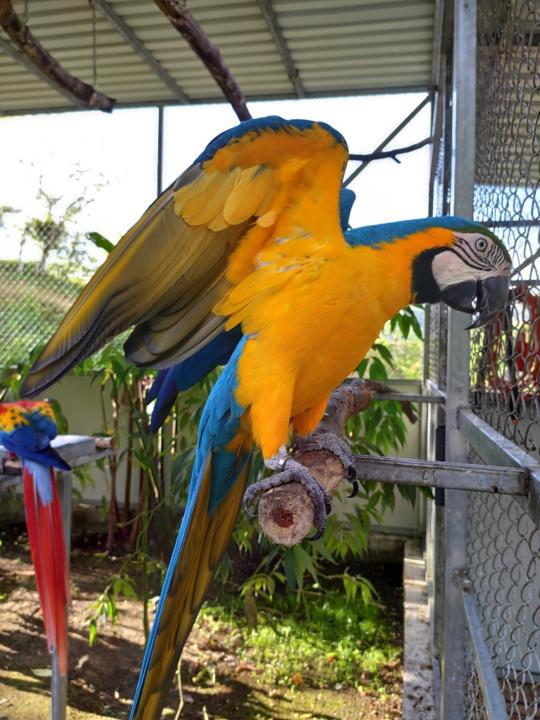 Marco Antonio Ramírez Castillo