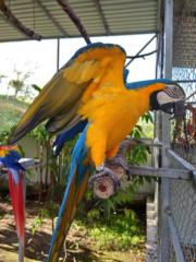 Marco Antonio Ramírez Castillo